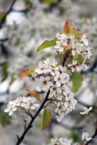 Crabapple blossoms at Durand Eastman Park (named after Kodak founder George Eastman) in Rochester, New York, USA.