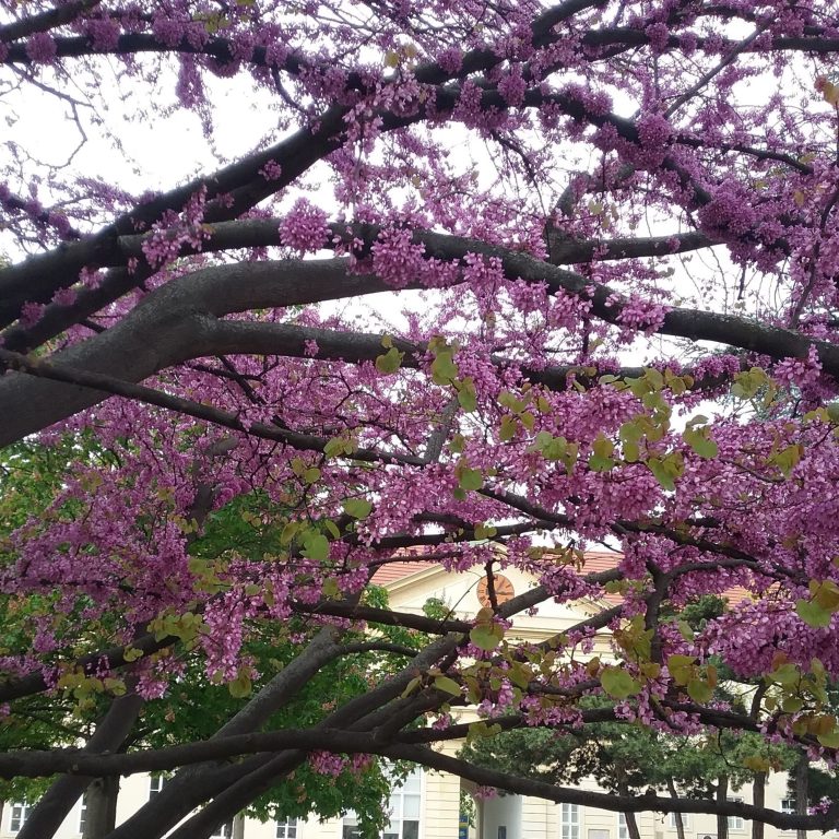 The Timeout Tree in Vienna