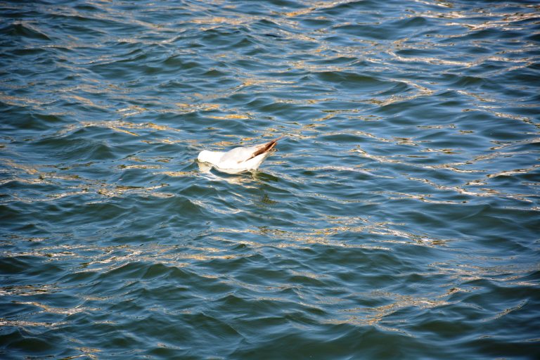 This photo is take from Sava river, Belgrade, Serbia seven years ago.