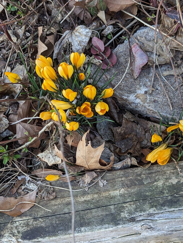 Small yellow flowers just starting to be flowers