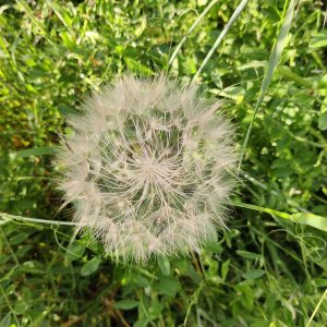 Dandelion