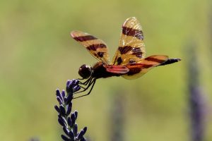 View larger photo: dragonfly, lavender, olfactory farms, red creek, New York, USA