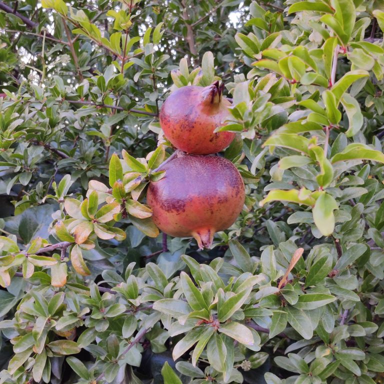 Pomegranate fruit in a tree