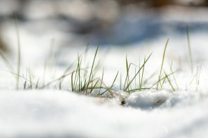 Grass and snow
