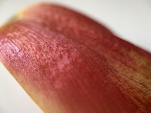 Tulip petal curling down
