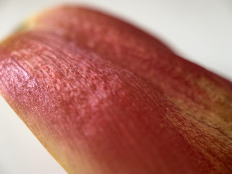 Tulip petal curling down