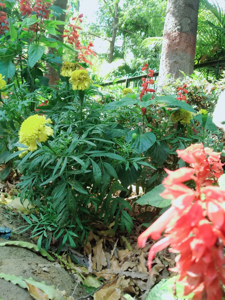 yellow and red flower