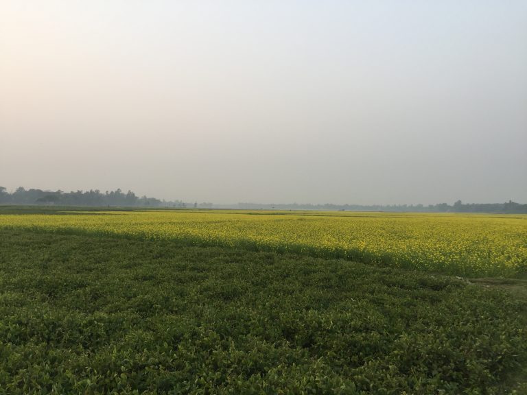 Field full of yellow flowers