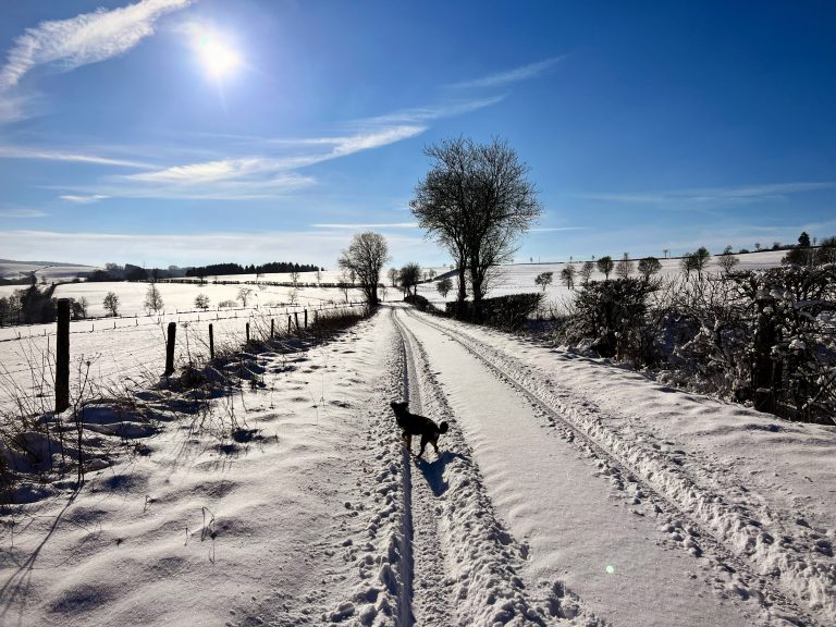 Winter landscape on a sunny day with a small dog enjoying the snow during their walk. winter, dog, snow, winterwonderland