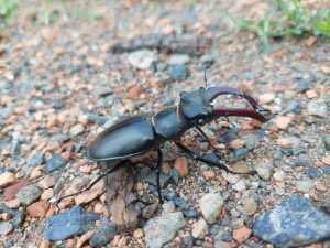 kite, Lucanus cervus Linnaeus, beetles, insects