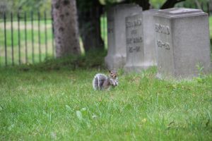 View larger photo: A squirrel in a cemetery, Mout Hope Cemetery, Rochester, New York, USA