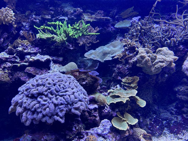 Coral in the aquarium of Burgers’ Zoo in Arnhem, The Netherlands