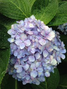 Lilac hydrangea