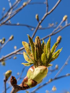 Little green leaves just busting out of their shell, ready to show the world who they are!