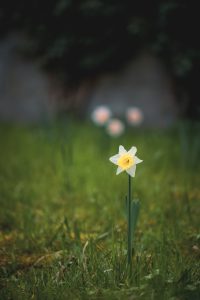 Nature, Flower, Beauty In Nature, Outdoors, Petal, Springtime, Plant, Growth, Day Flower, Grass