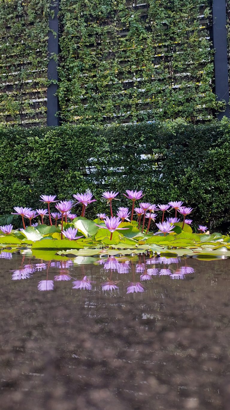 Lotus with reflection in the water