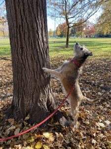 Dog leaning on a tree chasing something
