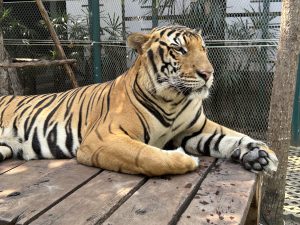 Tiger experience, where a hands-on approach to inspire one to care about the welfare of tigers.
