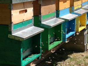 bees, hives
