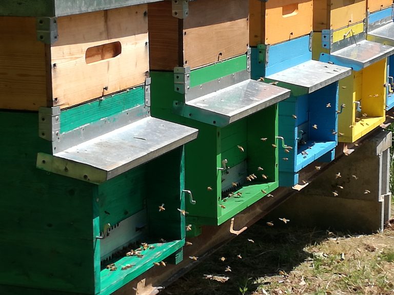 bees, hives