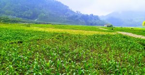 Nature's beauty: an endless scene of lush green maize fields, surrounded by green mountains, taken in Arjunchoupari