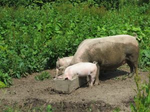 A sow and and two piglets feeding from a wooden trough in a field.
