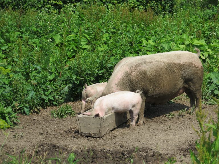 A sow and and two piglets feeding from a wooden trough in a field.