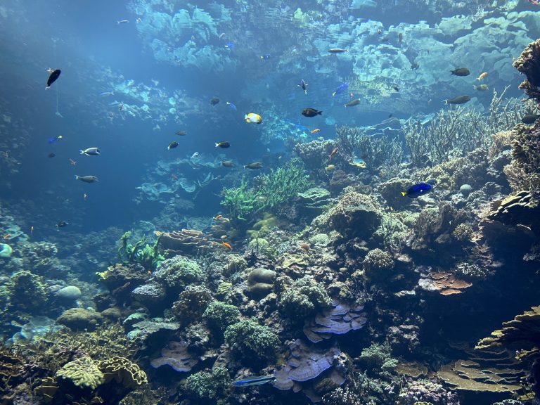 Coral in the aquarium of Burgers’ Zoo in Arnhem, The Netherlands