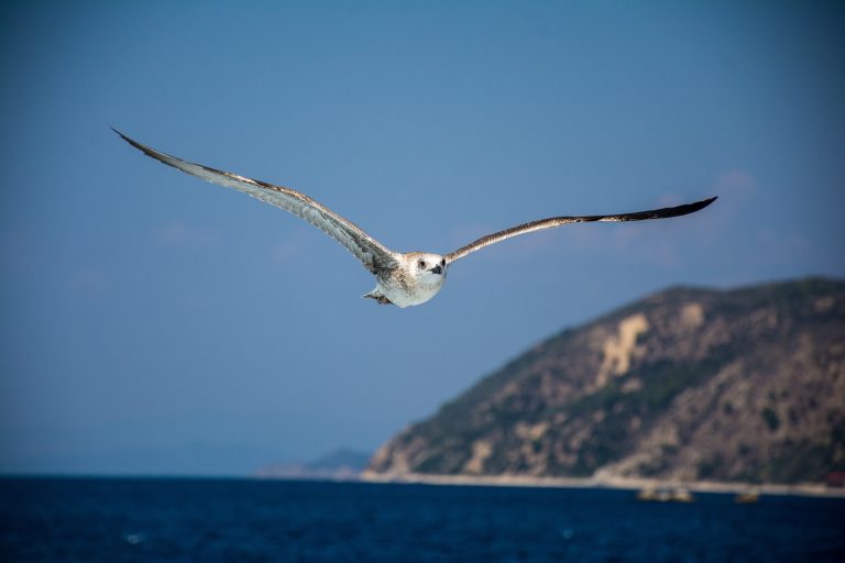 Seagull, Bird, Flying, Animal, Sky, Outdoors, Animal, Wildlife, Animal