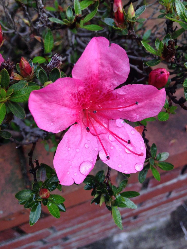 A pink flower