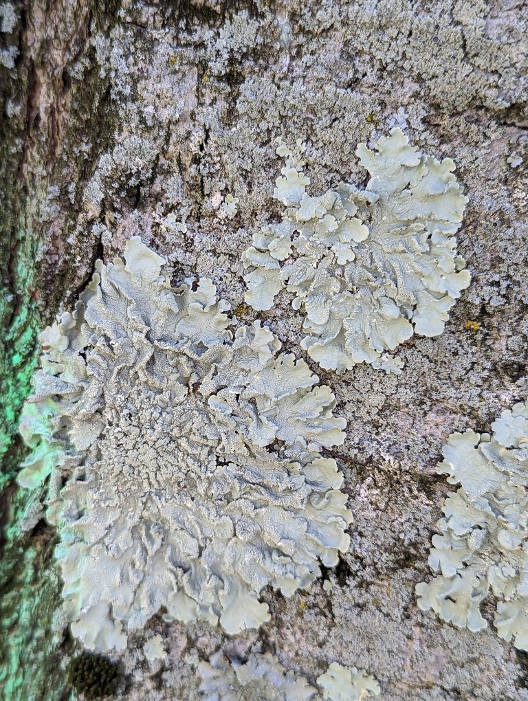 Fungus on tree trunk