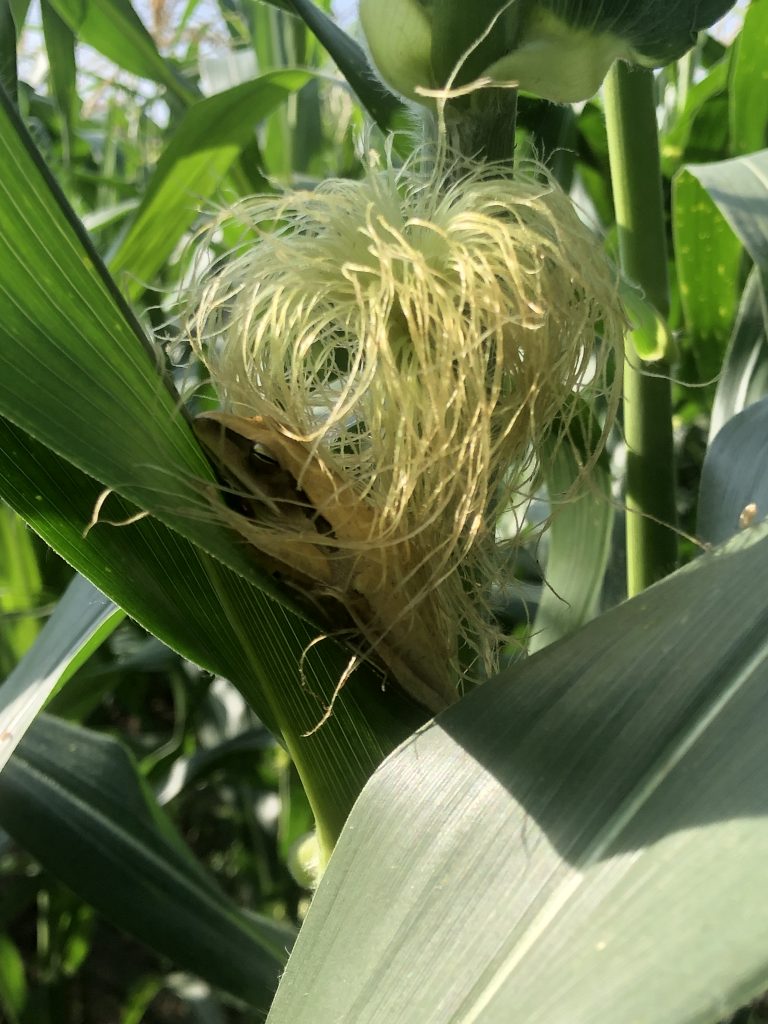 Sleeping yellow frog in corn trees