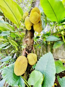 Jackfruit. The biggest fruit. Native to Southern India. Our favourite ❤️ Jackfruit hanging from the tree surrounded by giant broad leaves.