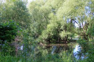 Swamp near Lake Ontario, New York, USA