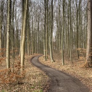 S-shaped path in a wood. The tall trees are all bare and the ground is covered in dead leaves. Location: near Vordingborg, Denmark.
