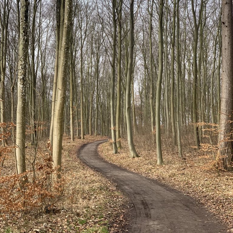 S-shaped path in a wood. The tall trees are all bare and the ground is covered in dead leaves. Location: near Vordingborg, Denmark.