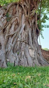 Budha head in Tree roots, Wat Mahathat, Ayutthaya, Thailand