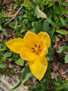 A yellow tulip that is very open