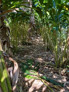 Cardamom plantation. A look between rows of plants, near the ground, with the plants closing in overhead.
