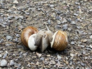 two snails in love. nature, animals

