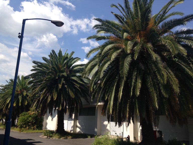 Lined up palm trees