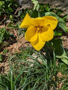 A yellow tulip, super opened.? Looking straight down at it from above, about 10 inches from the flower.