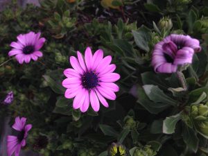 Pink and purple flowers