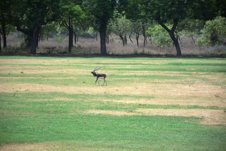 Blackbuck/Indian antelope male. The photo is taken from Akbar’s tomb, in Agra, India.