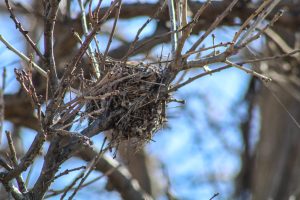 A bird’s nest on a branch.
