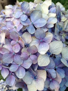 A zoomed in lilac hydrangea