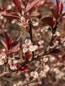 Flower buds and red leaves sprouting on a tree like it's spring time and it's sunny.