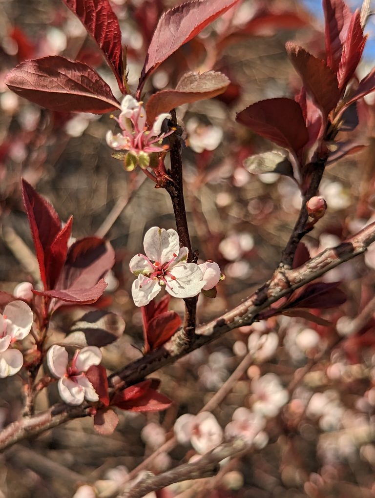 Flower buds and red leaves sprouting on a tree like it’s spring time and it’s sunny.