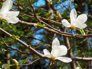Three white/yellow magnolia blossoms on a branch.
