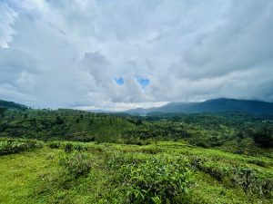 Long view of rolling fields, healthy and green. Clouds hiding mountains in the distance. From Perumthatta, Wayanad, Kerala.